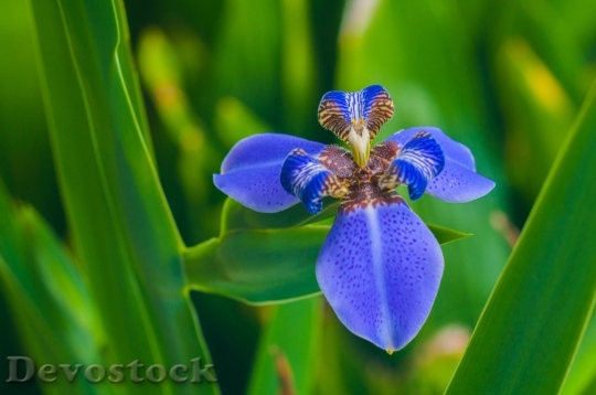 Devostock Iris Flag Botany Flower