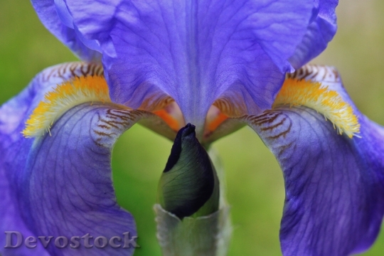 Devostock Iris Flower Macro Blossom