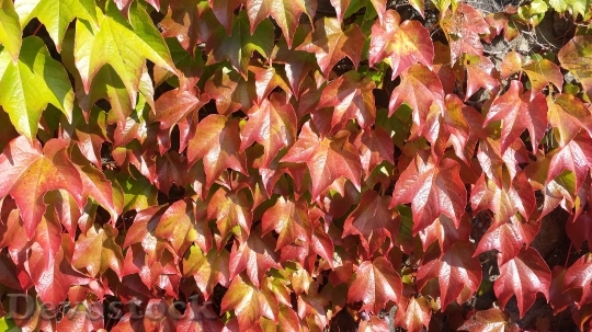 Devostock Ivy Autumn Colours Autumn 1