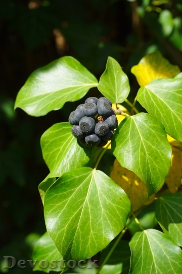 Devostock Ivy Berries Black Leaves 0