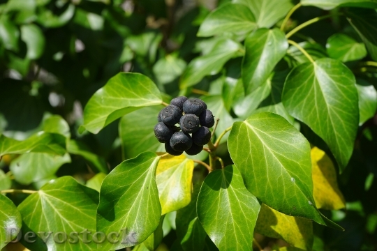 Devostock Ivy Berries Black Leaves