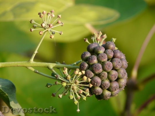 Devostock Ivy Fruit Fruits Berries 0