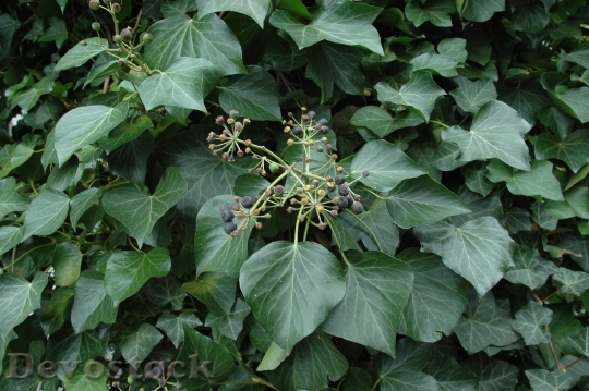 Devostock Ivy Fruits Leaves Climber