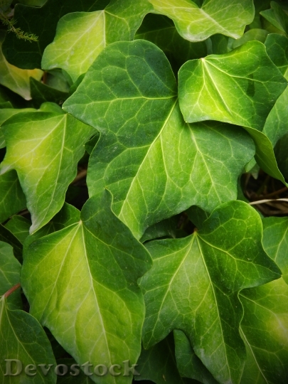 Devostock Ivy Leaf Green Yellow