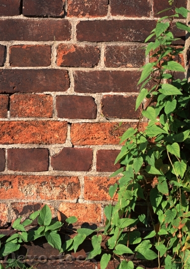 Devostock Ivy On Brick Wall