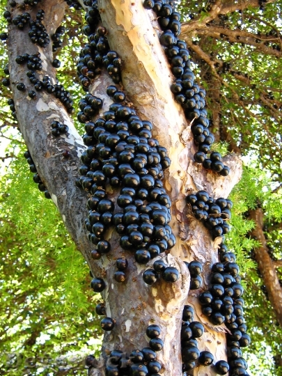 Devostock Jabuticaba Fruit Tree Trunk