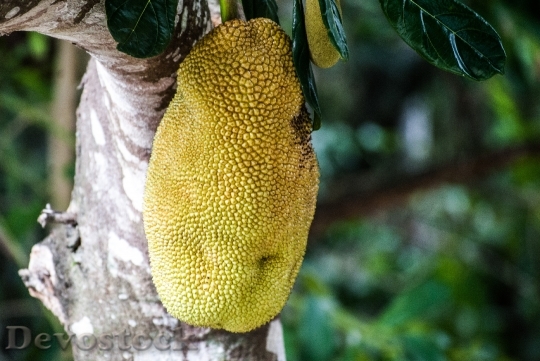 Devostock Jaca Fruit Cerrado Artocarpus