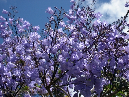 Devostock Jacaranda Blossoms Blue Flowering