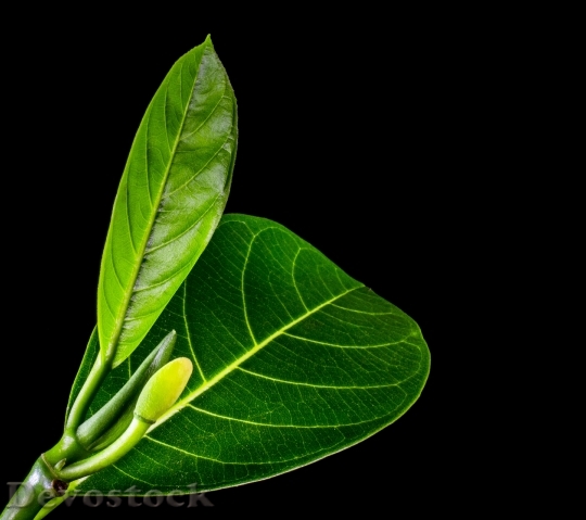 Devostock Jack Fruit Leaf Leaf 3
