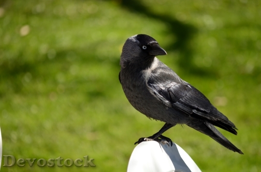 Devostock Jackdaw Member Crow Family