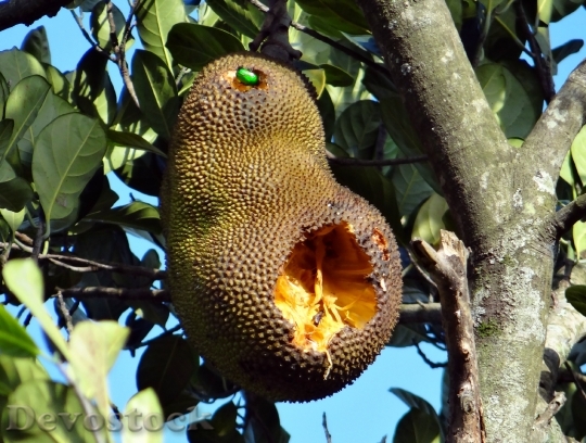 Devostock Jackfruit Overripe Fruit Beetle
