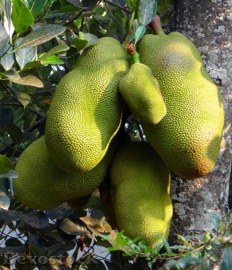 Devostock Jackfruits Trees Foods Yellow