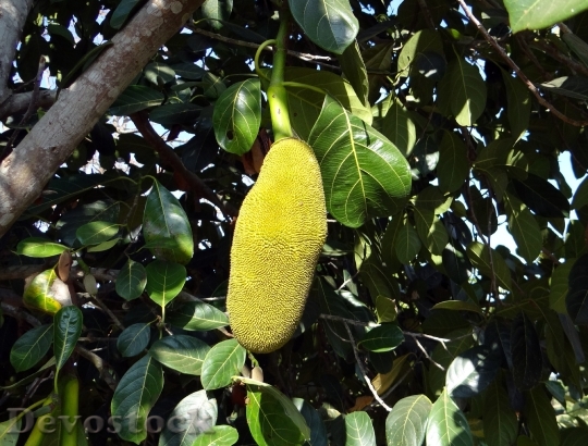 Devostock Jackfruits Trees Yellow Large
