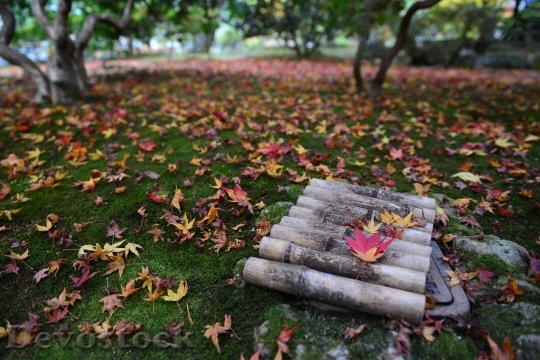 Devostock Japan Maple Leaves Autumn