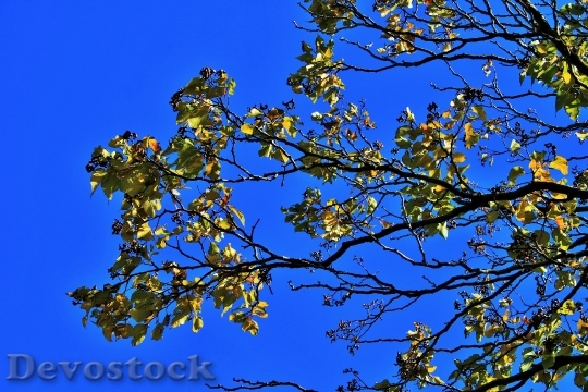 Devostock Japanese Raisin Branch Leaves