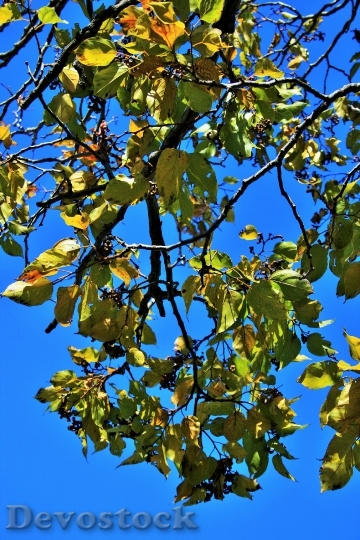 Devostock Japanese Raisin Leaves Tree