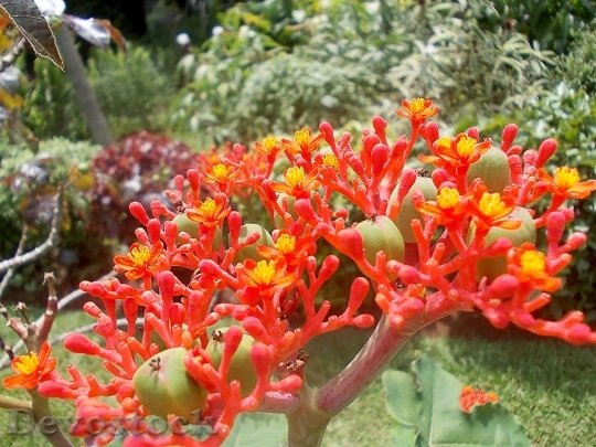 Devostock Jatropha Flower Exotic Red
