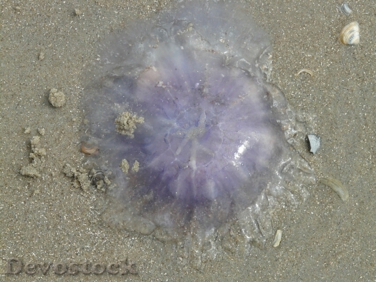 Devostock Jellyfish Blue Jellyfish 57567