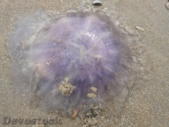 Devostock Jellyfish Blue Jellyfish 57568