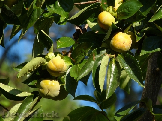 Devostock Kaki Fruit Persimmon Tree