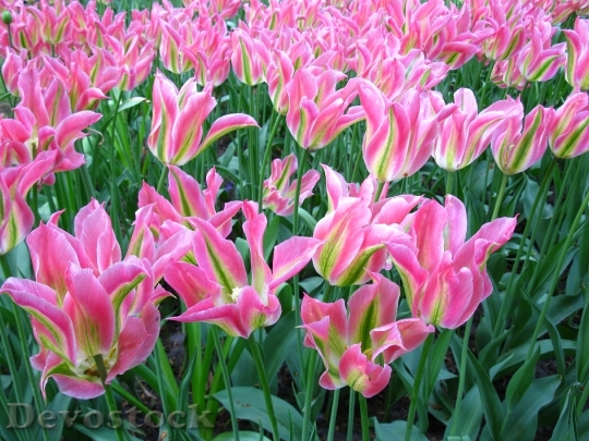 Devostock Keukenhof Tulipes Roses Et