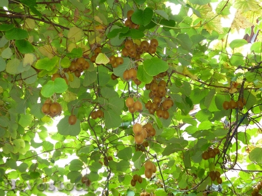 Devostock Kiwis Fruits Green Leaves