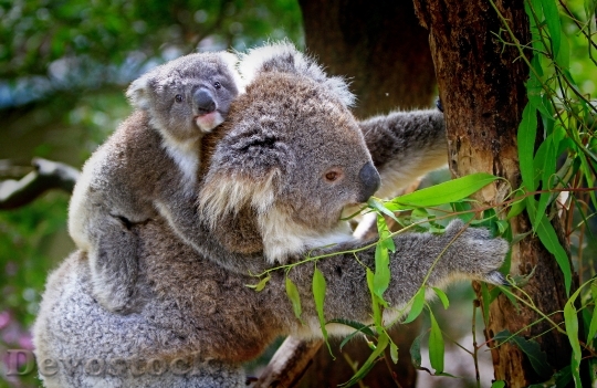 Devostock Koala Animals Mammals Australian