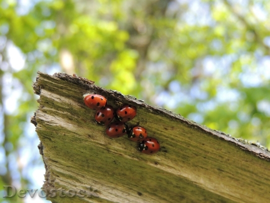 Devostock Ladybirds Macro Family Beetle