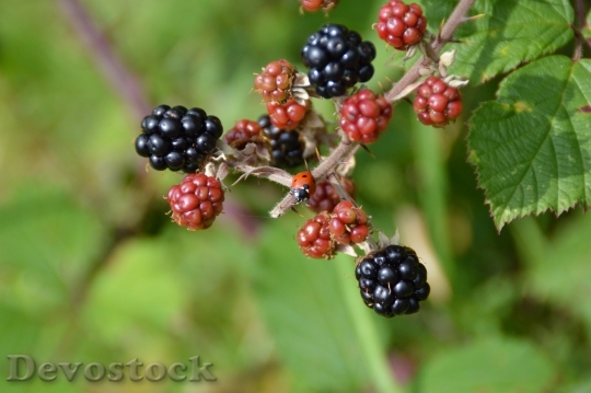 Devostock Ladybug Blackberry Bush Fruit