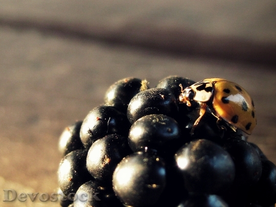 Devostock Ladybug Blackberry Insect Fruit 0