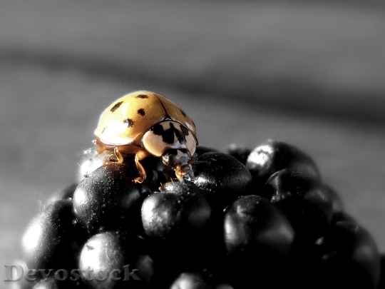 Devostock Ladybug Blackberry Insect Fruit