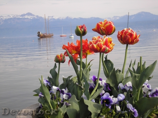 Devostock Lake Geneva Tulips May
