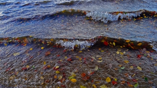 Devostock Lake Wave Leaves Autumn