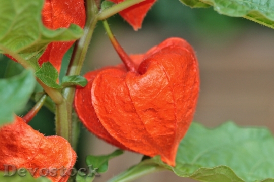 Devostock Lampionblume Flower Orange Flora