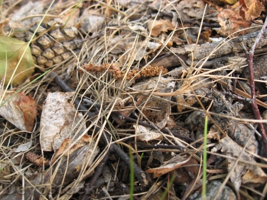 Devostock Land Pine Cone Straw