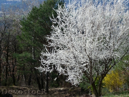 Devostock Landscape Tree Flowering Flowers
