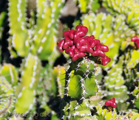 Devostock Lanzarote Cactus Fruit Red