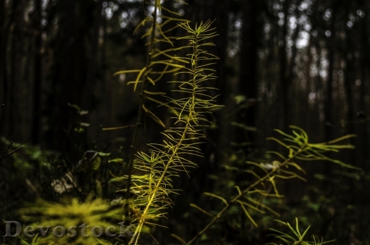Devostock Larch Forest Strains Pine