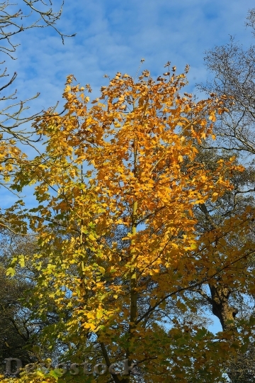 Devostock Late Autumn Chestnut Tree