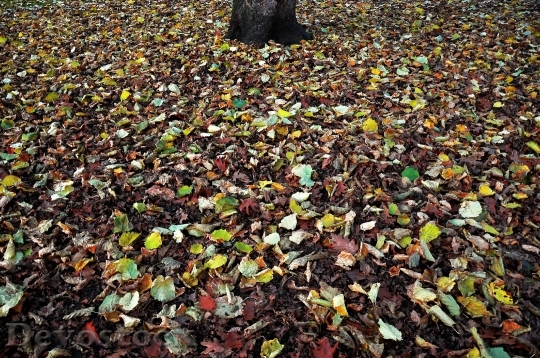 Devostock Layer Fallen Leaves