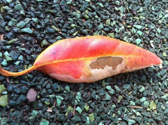 Devostock Leaf Autumn Decay Fall