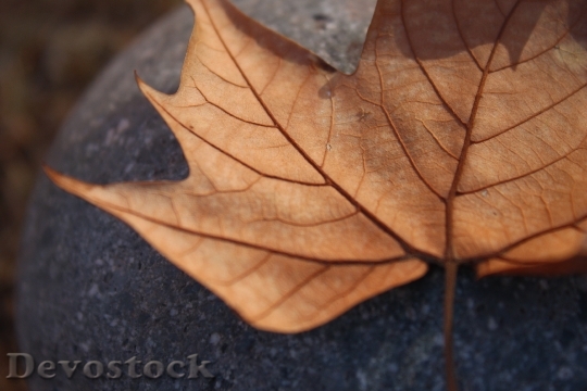 Devostock Leaf Autumn Dry Leaf 0