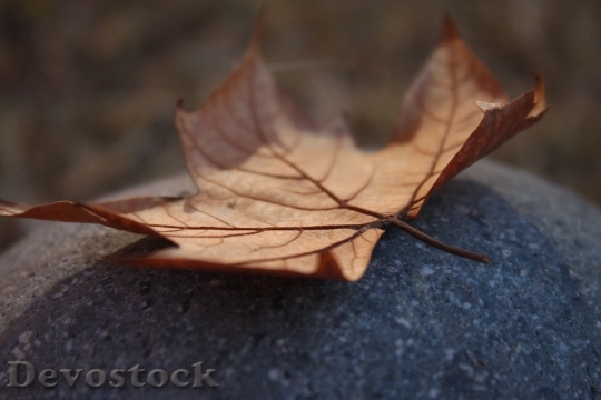 Devostock Leaf Autumn Dry Leaf 1