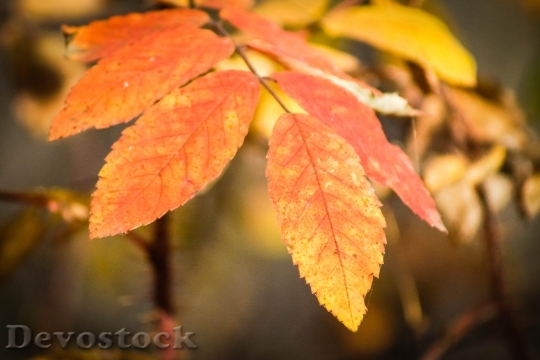 Devostock Leaf Autumn Fall Nature 2