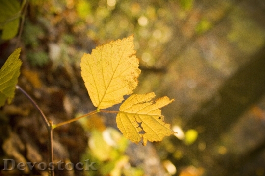 Devostock Leaf Autumn Forest Leaves