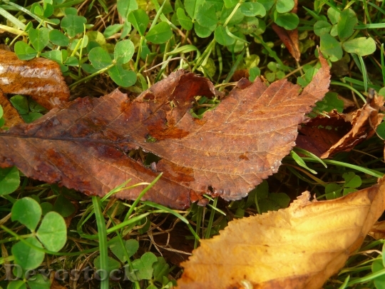 Devostock Leaf Autumn Leaves 519491