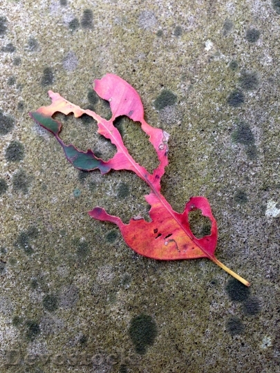 Devostock Leaf Autumn Leaves Dried