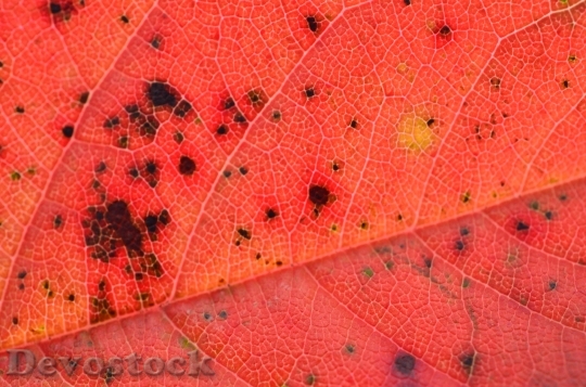 Devostock Leaf Autumn Leaves Tree