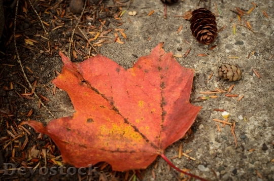 Devostock Leaf Autumn Pinecone Fall