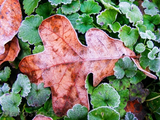 Devostock Leaf Autumn Season Leaves